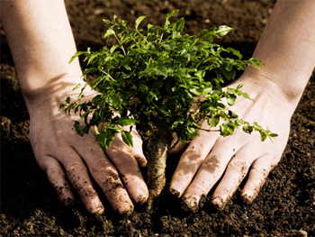 hands planting tree